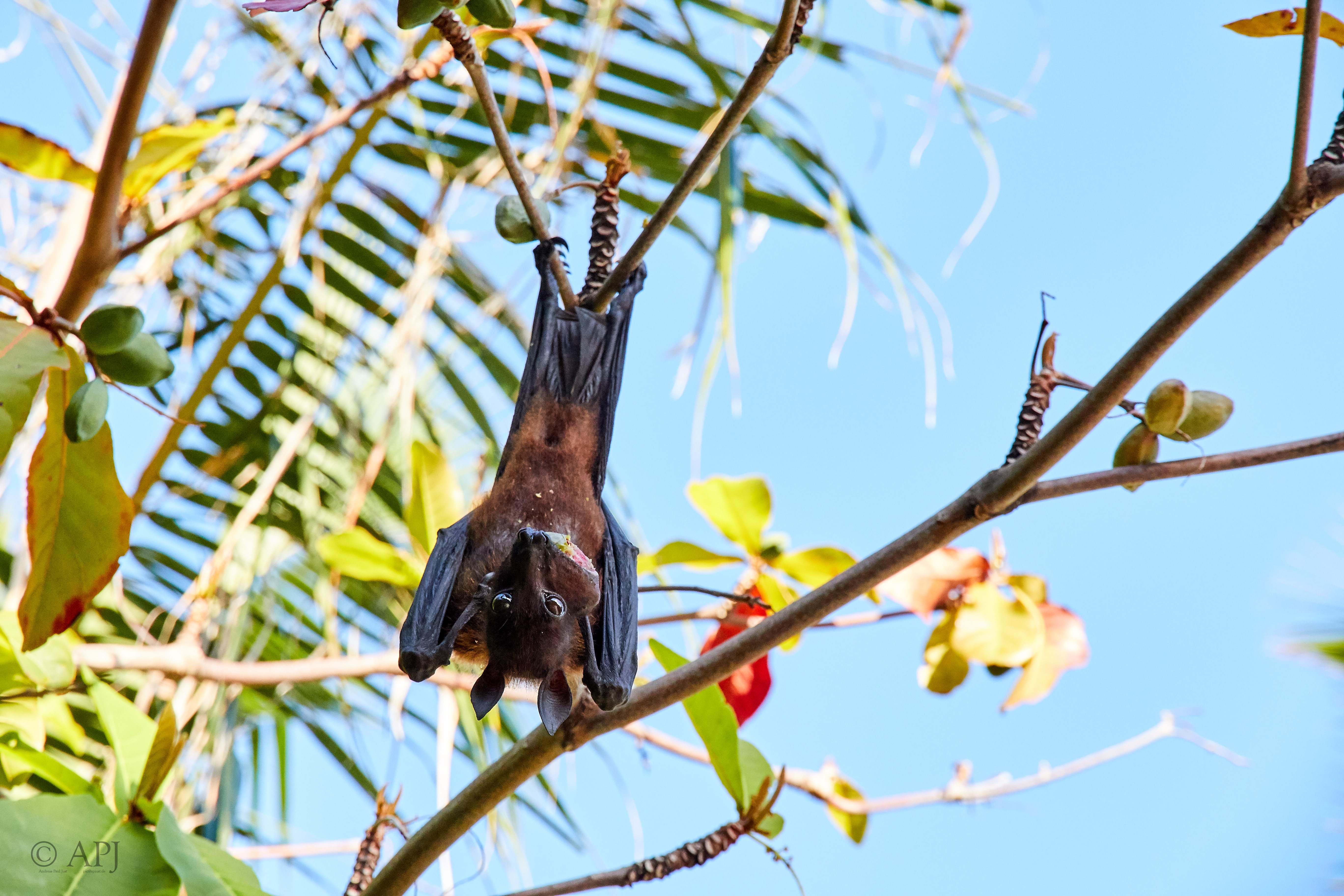 004174 21 08 17  Canon EOS 7D Mark II   Malediven2017